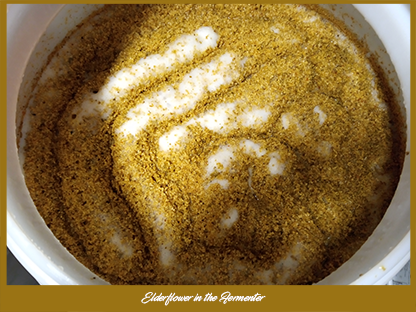elderflower fermenting